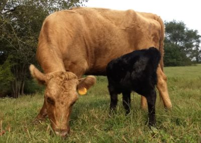 Dexter cow Cloey & heifer