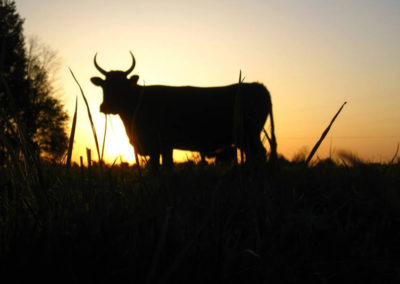Dexter cow Daisy at sunset - Kentucky Dexter