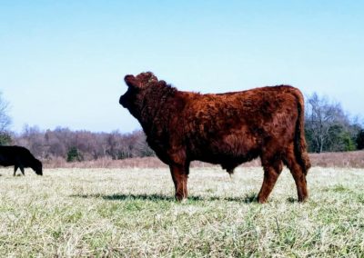 Rusty Jr. (our future herd sire)