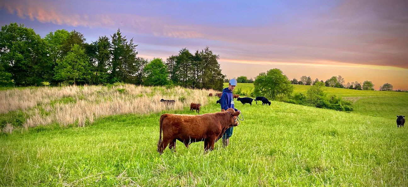 Dexter Cattle for Sale in Indiana | The perfect homestead cow